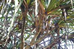 Pandanus andamanensium